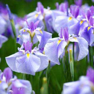 Iris flower wallpaper