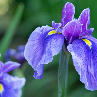 Iris flower wallpaper