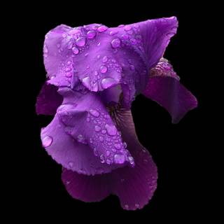 Iris flower wallpaper