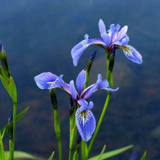 Iris flower wallpaper