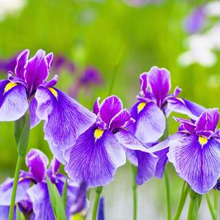 Iris flower wallpaper