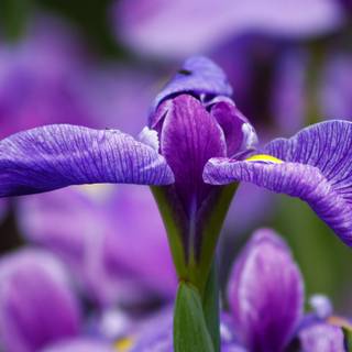 Iris flower wallpaper