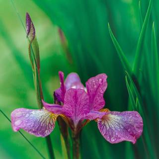 Iris flower wallpaper