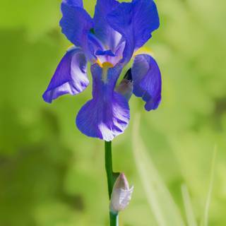 Iris flower wallpaper