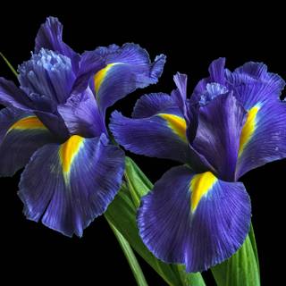 Iris flower wallpaper