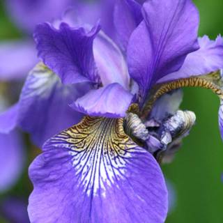 Iris flower wallpaper