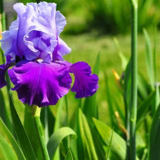 Iris flower wallpaper