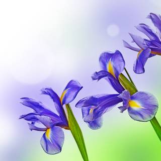 Iris flower wallpaper