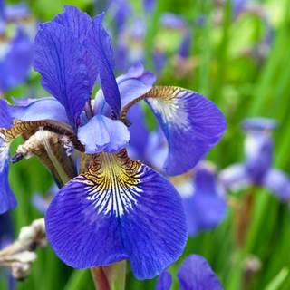 Iris flower wallpaper