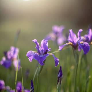 Iris flower wallpaper