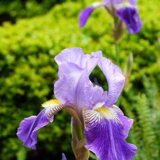 Iris flower wallpaper