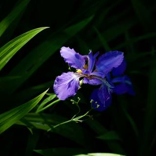 Iris flower wallpaper