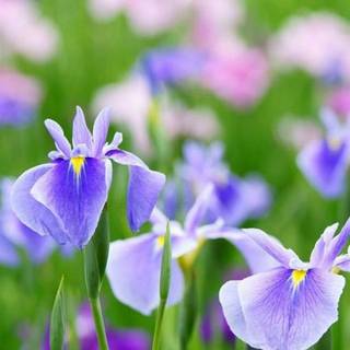 Iris flower wallpaper