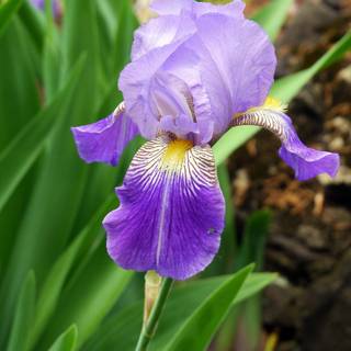 Iris flower wallpaper
