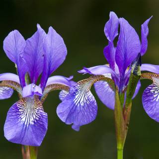 Iris flower wallpaper