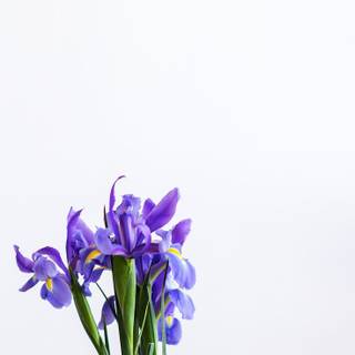 Iris flower wallpaper