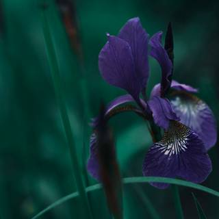 Iris flower wallpaper