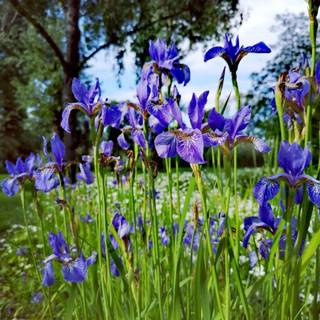 Iris flower wallpaper