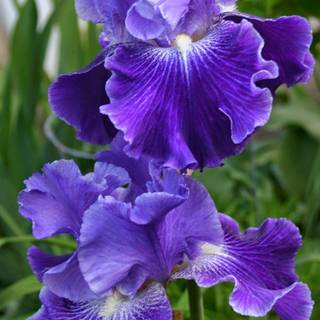 Iris flower wallpaper