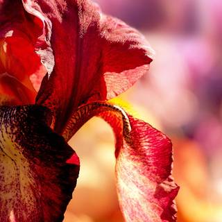 Iris flower wallpaper