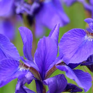 Iris flower wallpaper