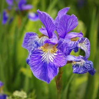 Iris flower wallpaper