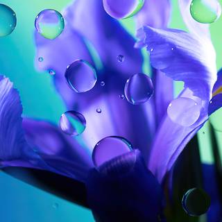 Iris flower wallpaper