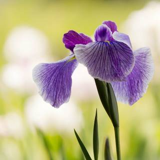 Iris flower wallpaper