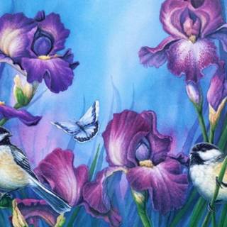 Iris wallpaper