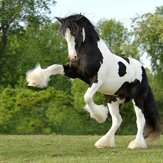 Horse black and white Clydesdale wallpaper