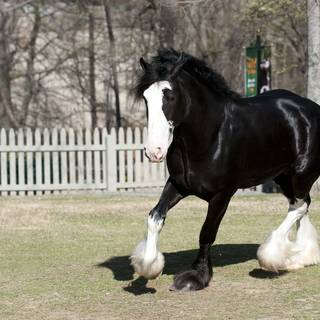 Horse black and white Clydesdale wallpaper
