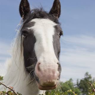 Horse black and white Clydesdale wallpaper