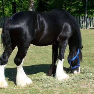 Horse black and white Clydesdale wallpaper