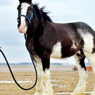 Horse black and white Clydesdale wallpaper