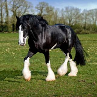 Horse black and white Clydesdale wallpaper