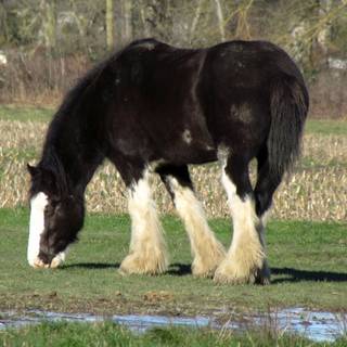 Horse black and white Clydesdale wallpaper