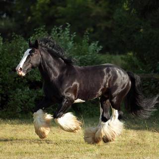 Horse black and white Clydesdale wallpaper