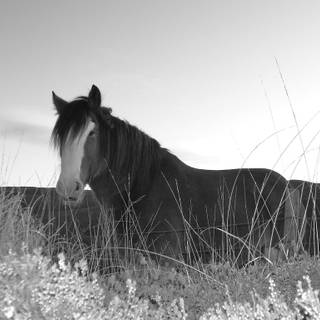 Horse black and white Clydesdale wallpaper