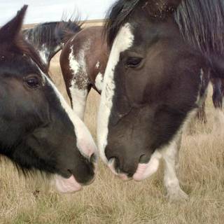 Horse black and white Clydesdale wallpaper