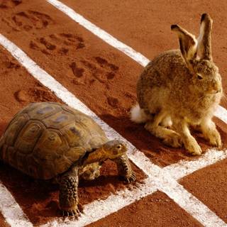 The Tortoise and the Hare wallpaper