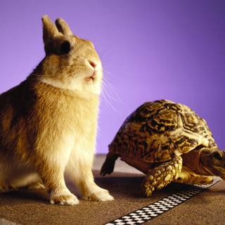 The Tortoise and the Hare wallpaper
