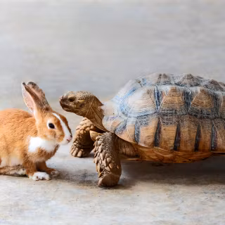 The Tortoise and the Hare wallpaper