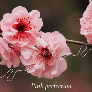 Cherry Blossom aesthetic sad quote wallpaper