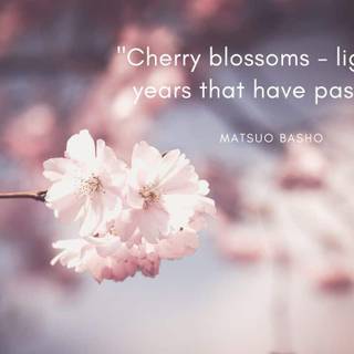 Cherry Blossom aesthetic sad quote wallpaper
