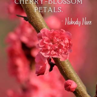 Cherry Blossom aesthetic sad quote wallpaper