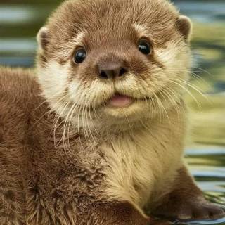 Kawaii otter wallpaper