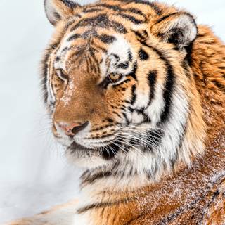 Cool tiger phone wallpaper