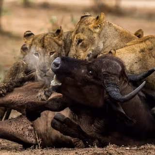 Buffalo and a lion fighting wallpaper