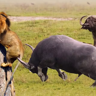 Buffalo and a lion fighting wallpaper