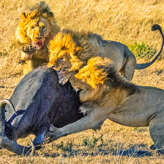 Buffalo and a lion fighting wallpaper